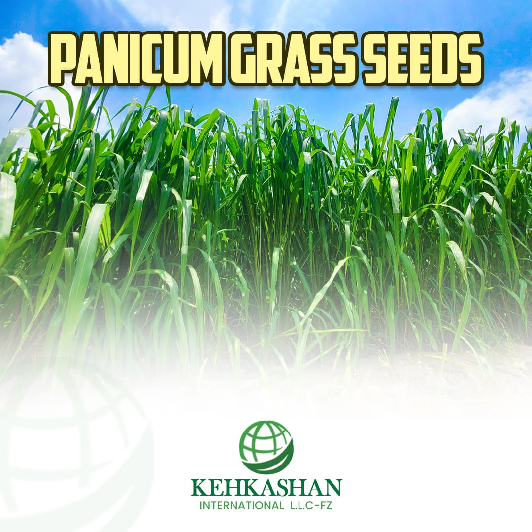 Panicum Grass Seeds