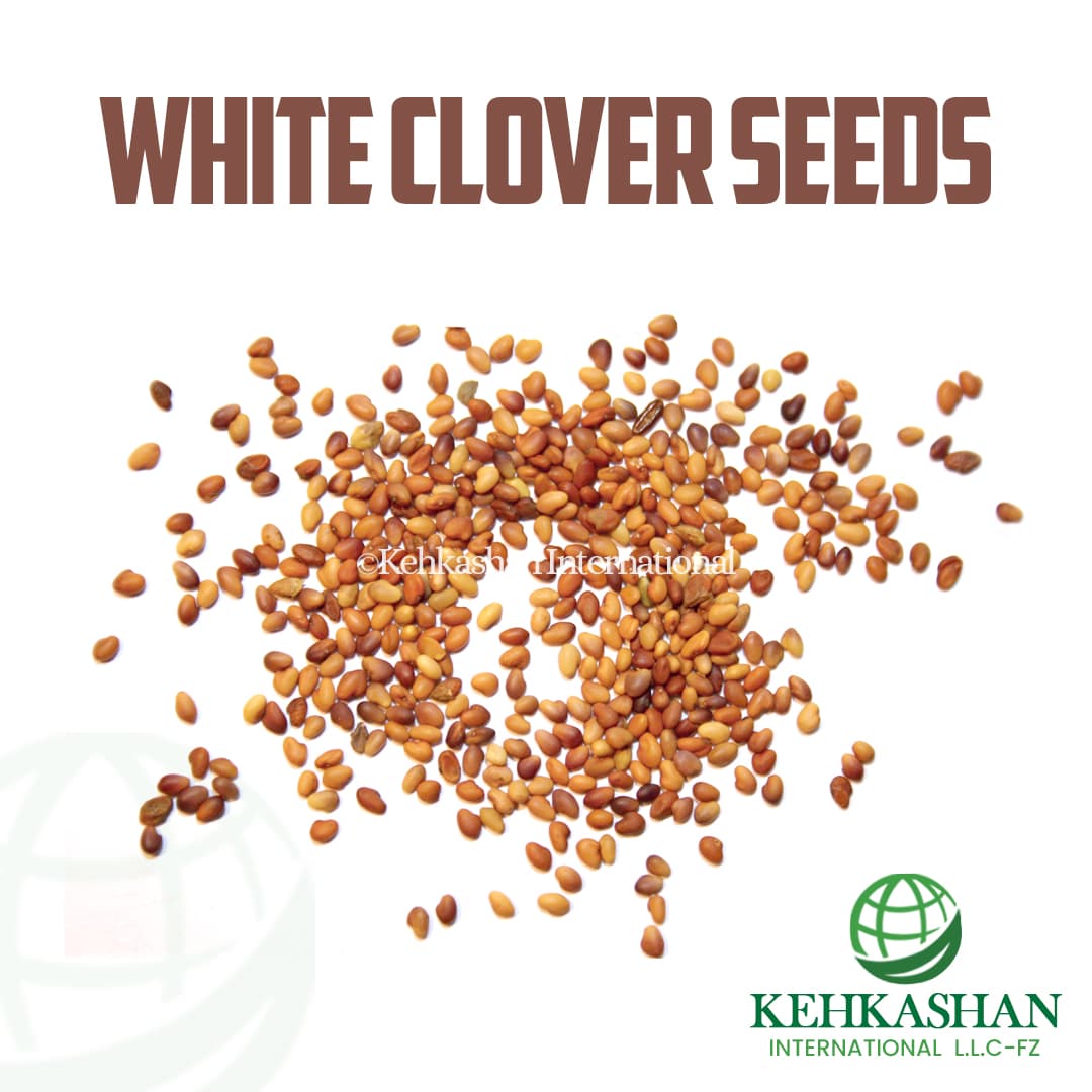 White Clover Seeds