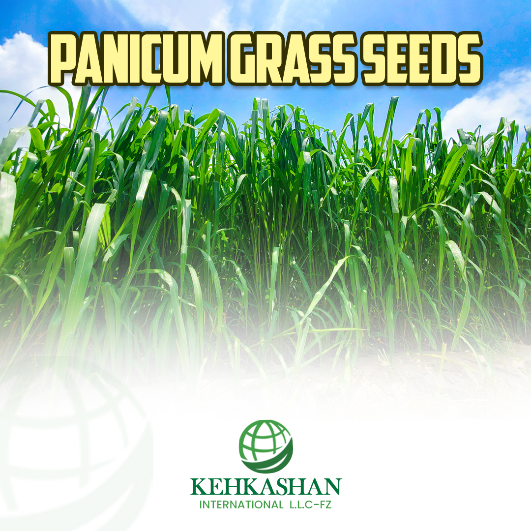 Panicum Grass Seeds — Kehkashan International product photo